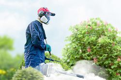 Обработка сада от паразитов - необходимые меры и их регулярность  в Брянске