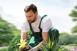 Озеленение и городское благоустройство, создание комфортной среды  в Брянске
