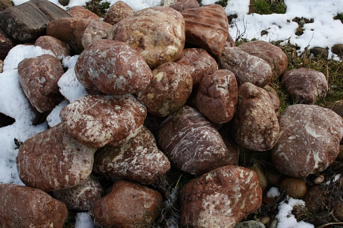 Kamenclub.ru: Розовый валунчик фр.100-300 мм.  купить в Брянске крупный природный камень розовый, серый молочный красный речной галечник природный 7850 руб/т   фото КАМЕНЬ КЛУБ