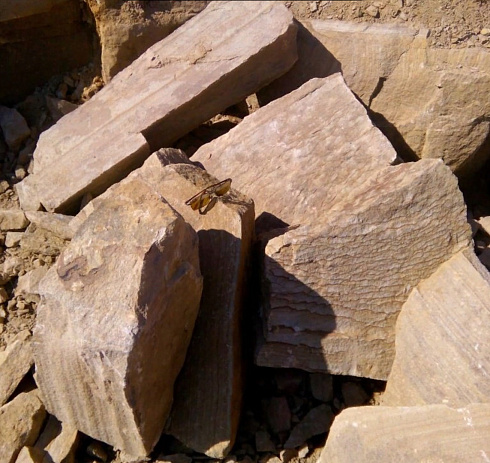 Kamenclub.ru: Песчаник пластушка желтый с рисунком (7-15 см)  купить в Брянске плитняк - пластушка - бут желтый песчаник 10200 руб/м3   фото КАМЕНЬ КЛУБ