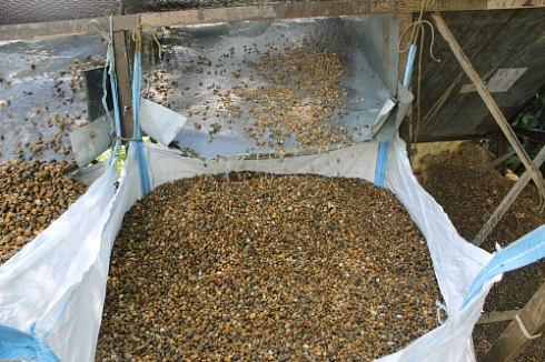 Kamenclub.ru: Галька окат (серо-желтая) фр.10-20 мм. купить  в Брянске галька серо-желтая, рыжая, серый речная окатанная округлая галька 5000 руб/т   фото КАМЕНЬ КЛУБ