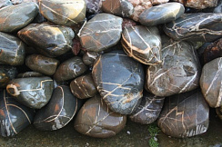 Kamenclub.ru: Валунчик Паутинник фр.100-300 мм  купить в Брянске крупный природный камень галечник темно-серый с прожилками белый черный речной валунчик 5000 руб/т   фото КАМЕНЬ КЛУБ