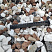 Kamenclub.ru: Мраморная крошка (щебень крошка микс : белый-черный-розовый) фр. 20-40 мм.  купить в Брянске мрамор белый, черный, розовый декоративная ландшафтная крошка 12000 руб/т   фото КАМЕНЬ КЛУБ