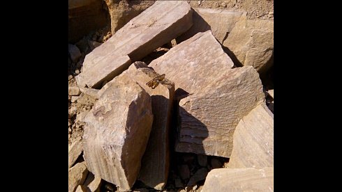 Kamenclub.ru: Песчаник пластушка желтый с рисунком (4-6 см)  купить в Брянске плитняк пластушка желтый с рисунком песчаник 9 000 руб/м3   фото КАМЕНЬ КЛУБ