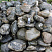 Kamenclub.ru: Валунчик Паутинник фр.100-300 мм  купить в Брянске крупный природный камень галечник темно-серый с прожилками белый черный речной валунчик 5000 руб/т   фото КАМЕНЬ КЛУБ