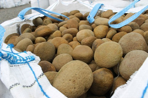 Kamenclub.ru: Песчаник ядра, фр. 100-300 мм  купить в Брянске песчаник бежевый серый рыжий речная галька 5 000 руб/т   фото КАМЕНЬ КЛУБ