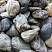 Kamenclub.ru: Речной валун Кабанчик фр.300-500 мм.  купить в Брянске крупный природный камень галька серый, темно-серый речной валун галечник масштабный 7000 руб/т   фото КАМЕНЬ КЛУБ