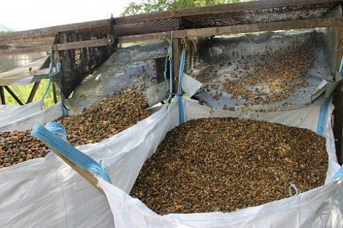 Kamenclub.ru: Галька окат (серо-желтая) фр.10-20 мм. купить  в Брянске галька серо-желтая, рыжая, серый речная окатанная округлая галька 5000 руб/т   фото КАМЕНЬ КЛУБ