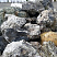 Kamenclub.ru: Черный гранит - кварцит фр. 100-500 мм.  купить в Брянске мрамор гранит черный с белыми прожилками, серый, белый валун скальный колотый 7000 руб/т   фото КАМЕНЬ КЛУБ