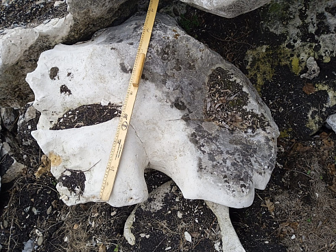 Kamenclub.ru: Выветренный известняк (степной) фр. 500-1500 мм.  купить в Брянске    10000 руб/т   фото КАМЕНЬ КЛУБ