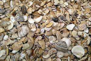 Морская ракушка фр. 5-20 мм  купить в Брянске фото Камень Клуб